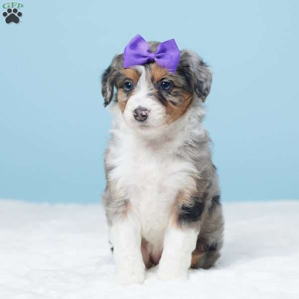 Maggie, Mini Aussiedoodle Puppy